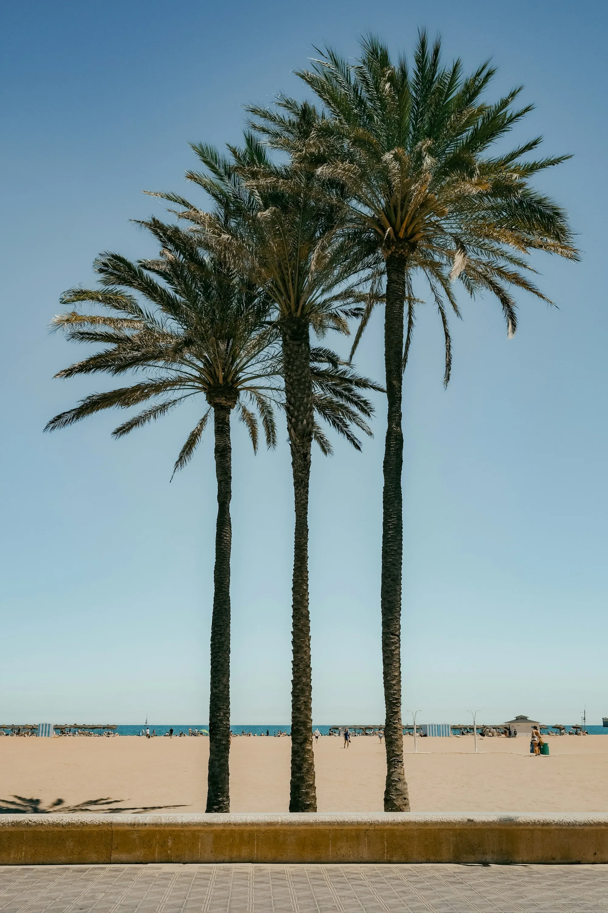 La plage de Las Arenas parmi les palmiers